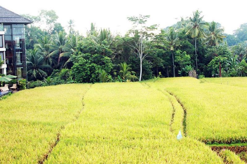 Bening Bungalow Ubud Exterior foto